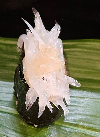 �V���E�I�R��