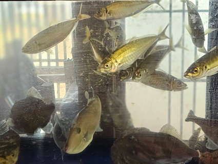 �����̂���