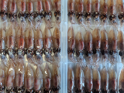 ���̃z�^���C�J