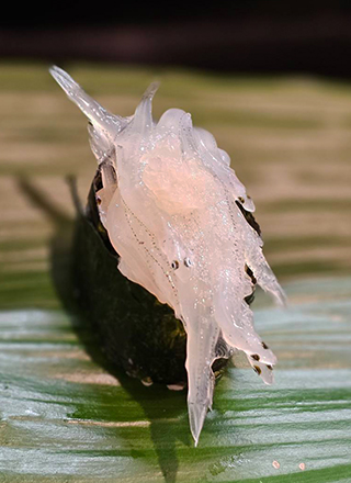 �����̌R��